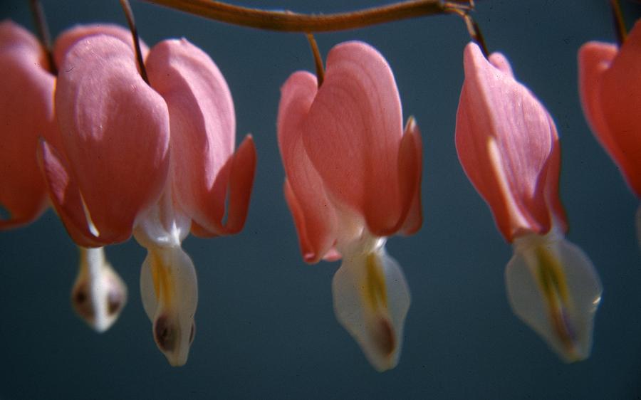 Bleeding Hearts Photograph by Retro Images Archive