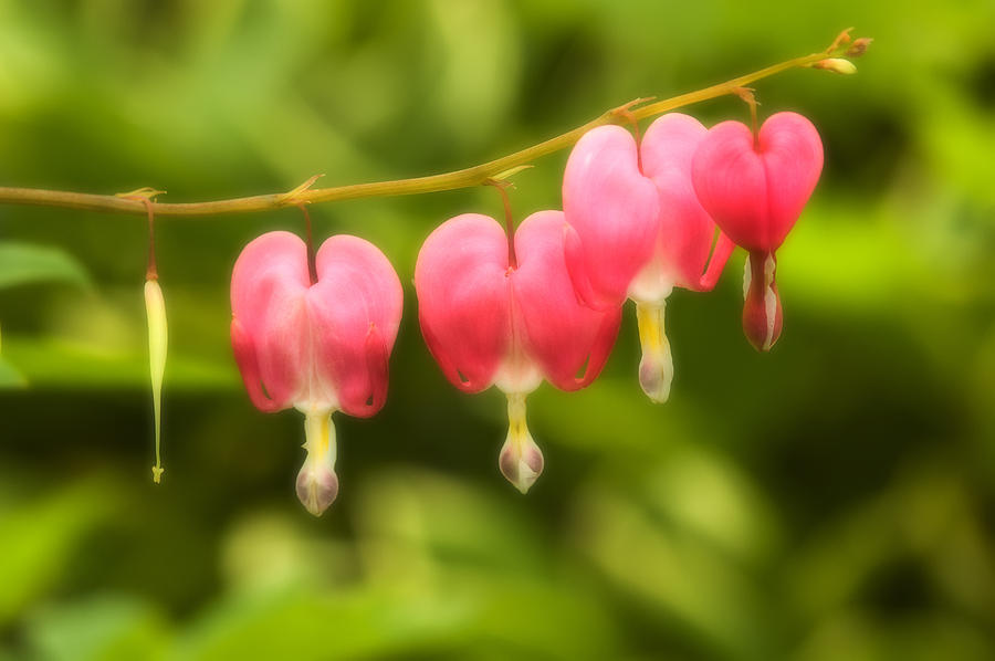 Flower Photograph - Bleeding Hearts by Sebastian Musial