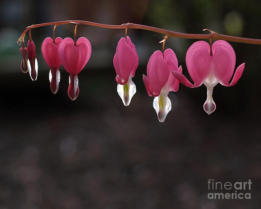 Flower Photograph - Bleeding Hearts by Theresa Saxon