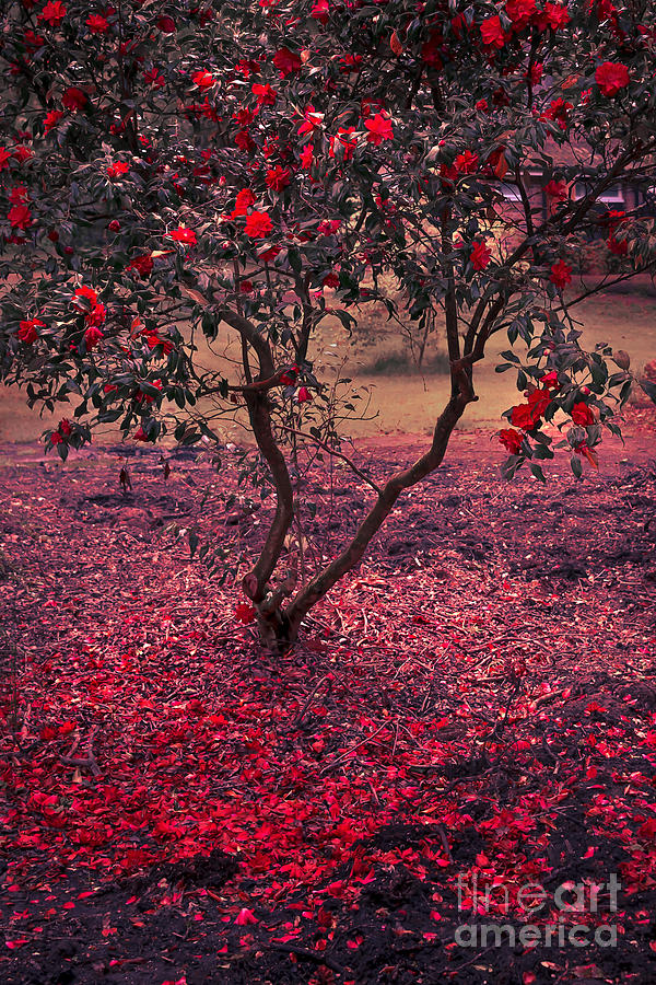 Flower Photograph - Bleeding Tree by Svetlana Sewell