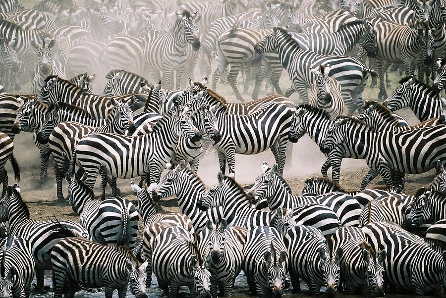 Blend in with the crowd - Zebra herd Photograph by Serengeti130