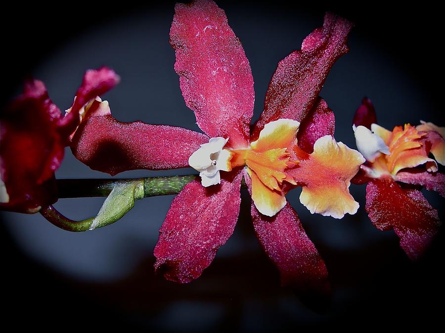 Flower Photograph - Blend of Beauty by Randy Rosenberger