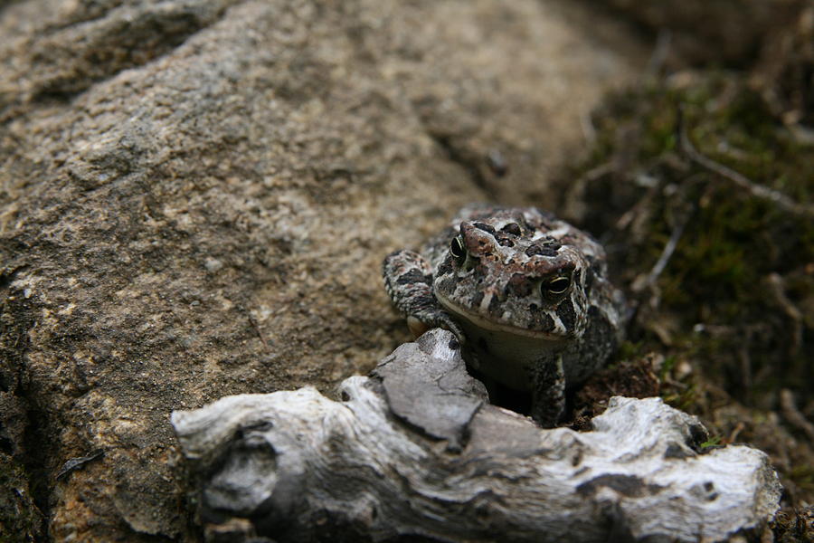 Fowlers Toad Photograph by Neal Eslinger