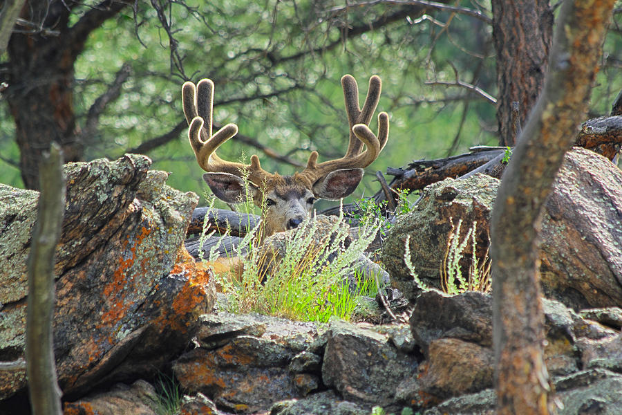Rocky Mountain National Park Photograph - Blending In by Shane Bechler