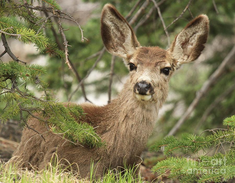 Rocky Mountain National Park Photograph - Blending In The Pines by Adam Jewell