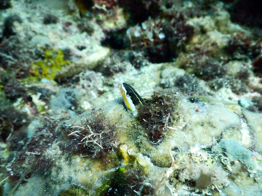 Blenny Fish In Hole Photograph by Carleton Ray