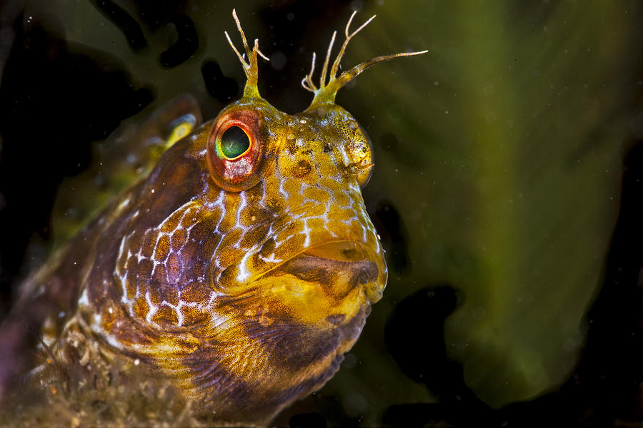 Blenny In Deep Thought Photograph by Sandra Edwards
