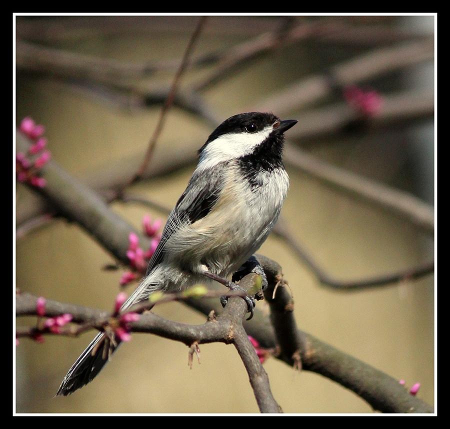 Bless The Springtime Birds Photograph By Rosanne Jordan - Fine Art America