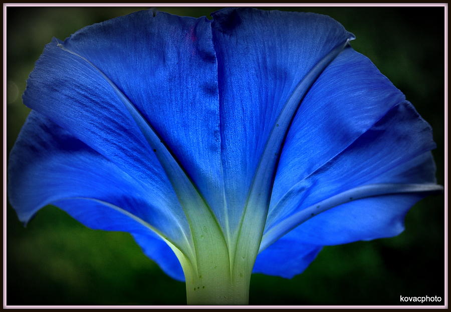 Flowers Still Life Photograph - Blessed Blue.. by David Kovac