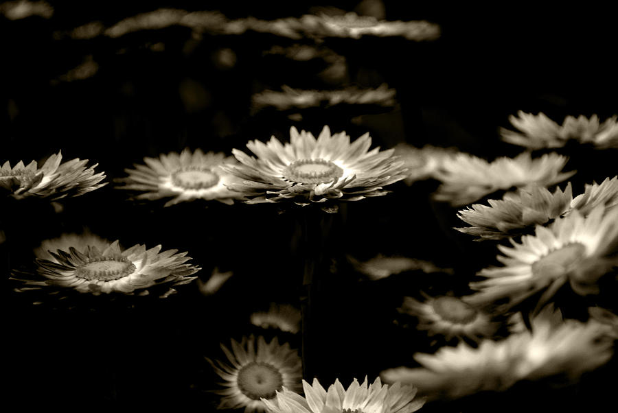 Flower Photograph - Blessed flowers by Sumit Mehndiratta