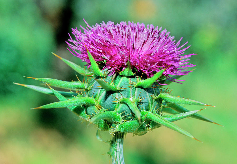 Blessed Milk Thistle (silybum Marianum) Photograph by Bruno Petriglia/science Photo Library