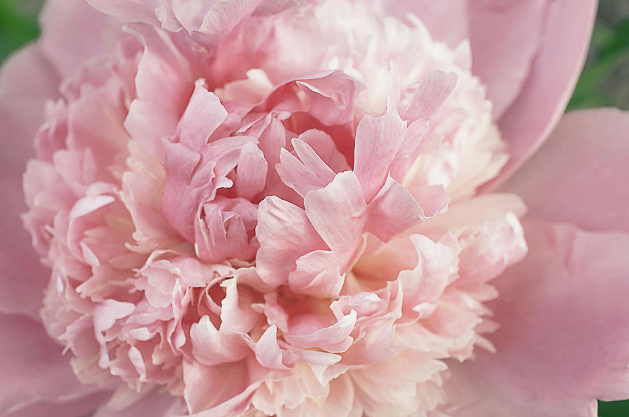 Blessed Peony Photograph by Gwen Gibson