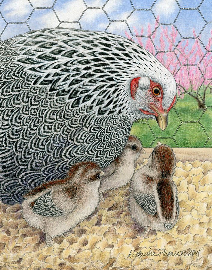 Chicken Drawing - Blessings of Spring by Katherine Plumer