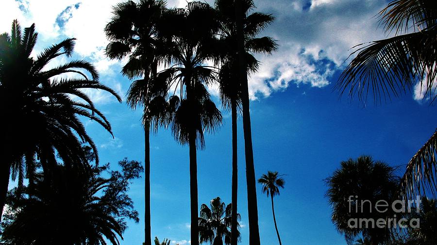 Bleu Afternoon Palm Palace Photograph by Keri West