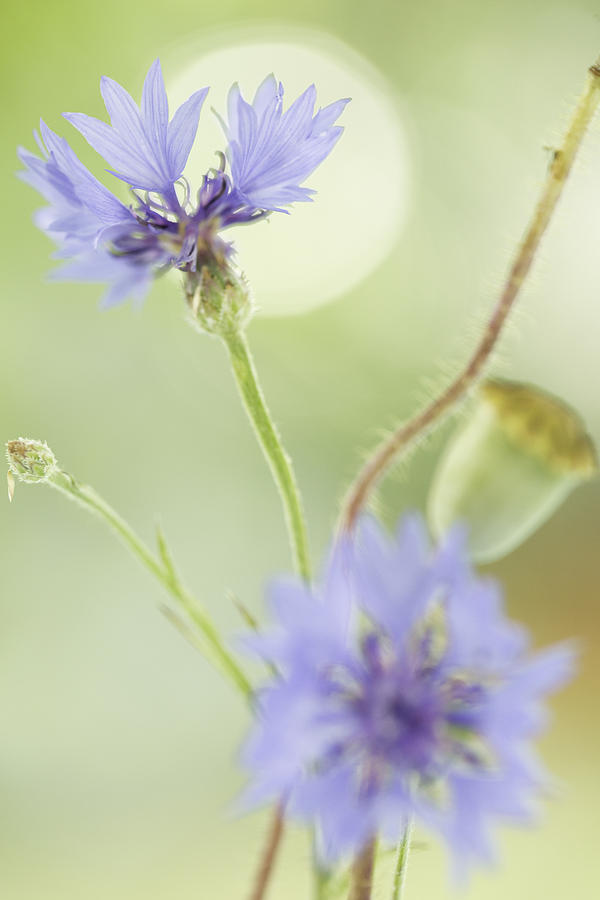 Bleu Cornflower Background Photograph by Dirk Ercken