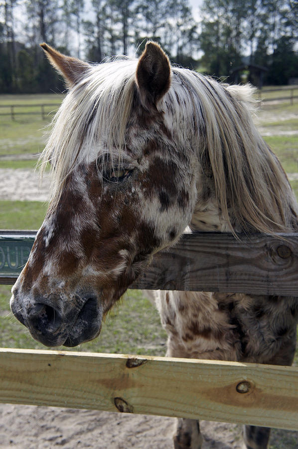 Horse Photograph - Blind but Beautiful by Laurie Perry