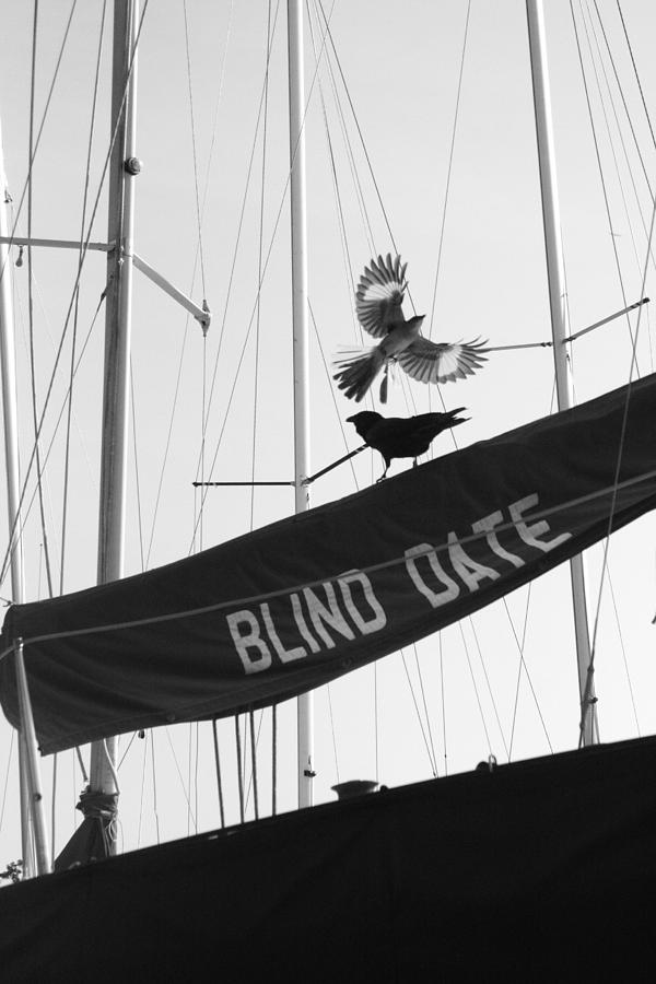 Crow Photograph - Blind Date by Petra Skerritt