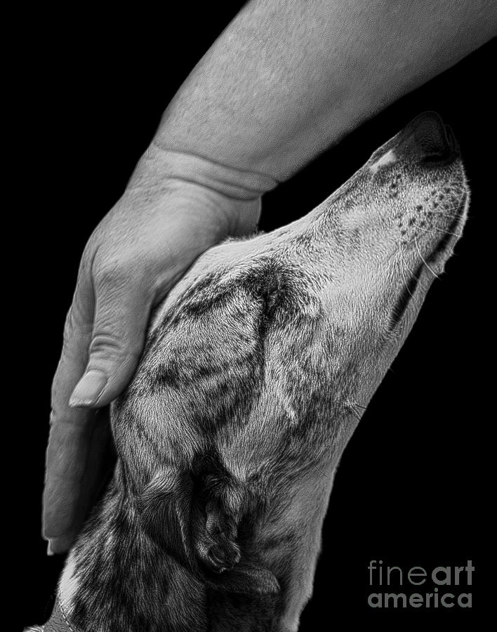 Animal Photograph - Blind Faith by Linsey Williams
