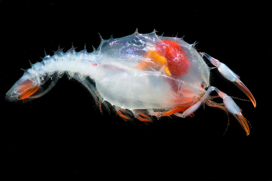 Blind Lobster Larva Stereomastis Sp Photograph by Danté Fenolio - Pixels