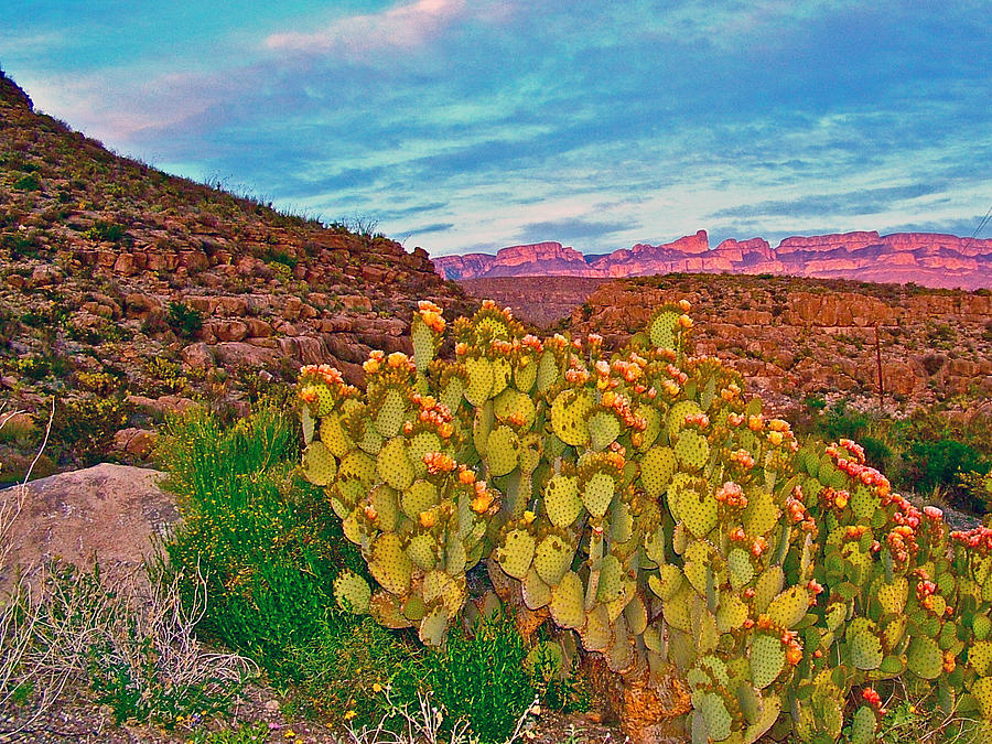 Blind Prickly Pear Cacti in Chihuahuan Desert of Big Bend National Park-Texas Photograph by Ruth Hager