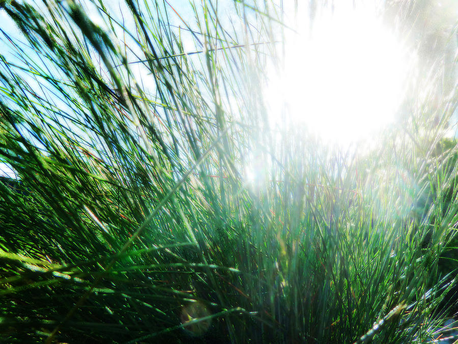 Grass Photograph - Blinded by the Light by Steve Taylor