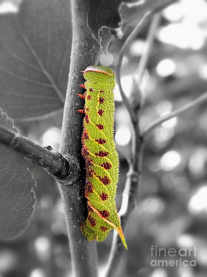 Blinded Sphinx Caterpillar Photograph by Sharon Woerner