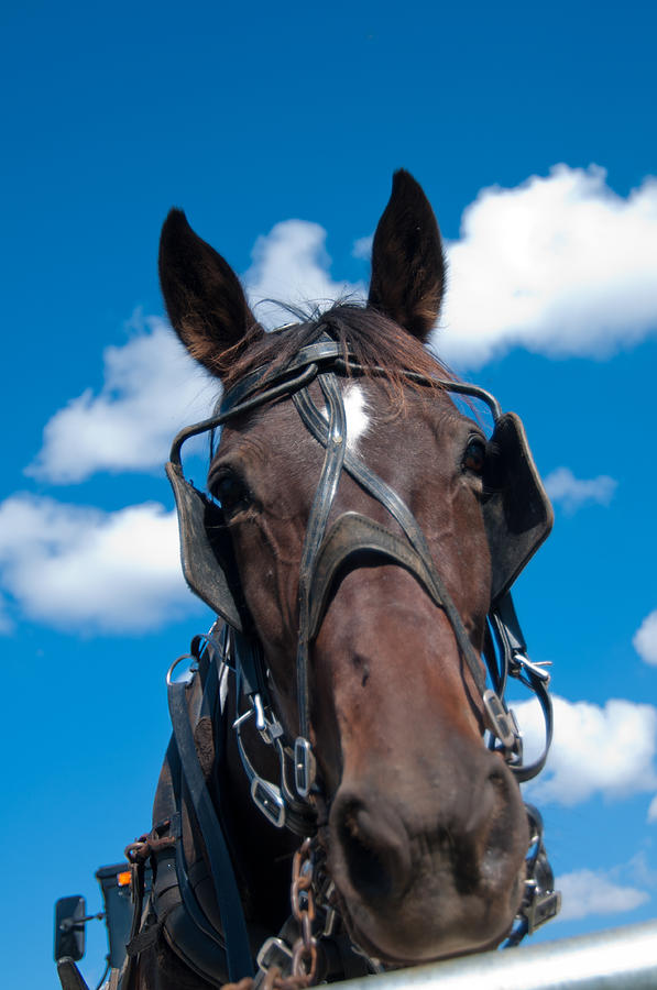 Horse Photograph - BLINDERS Because all distractions are Equal by Randall Branham