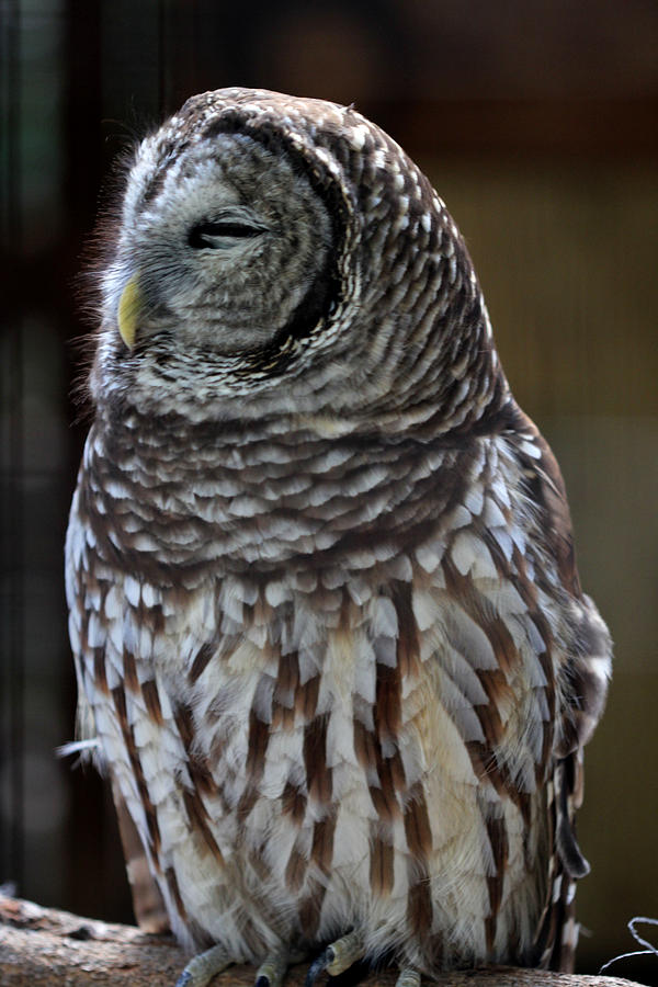 Owl Photograph - Blissful by April Wietrecki Green