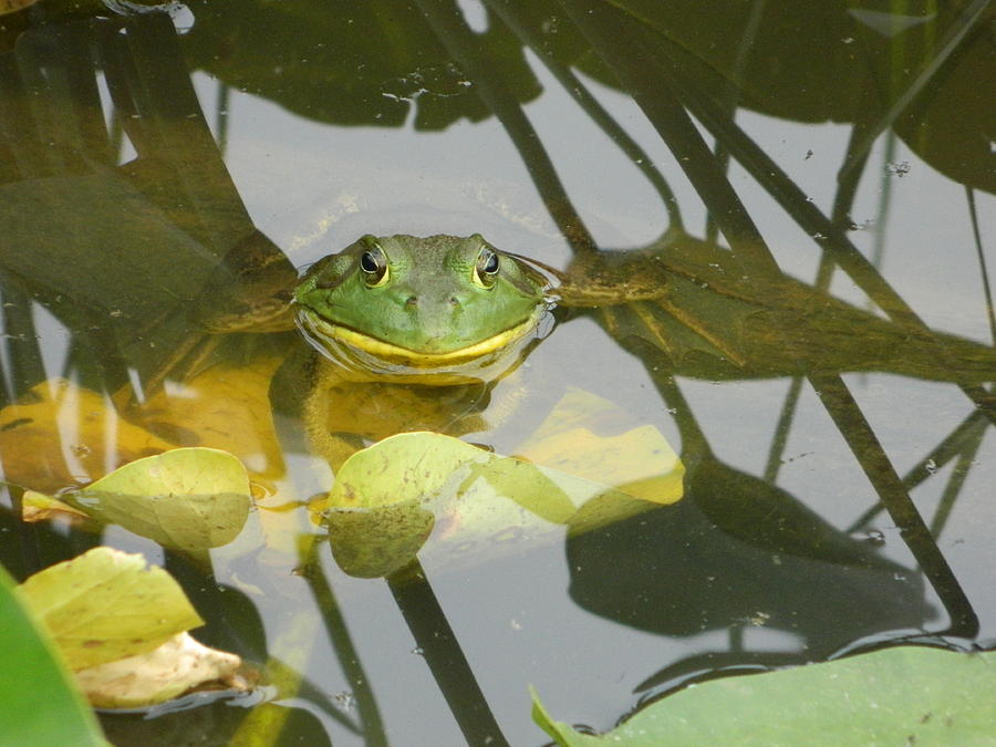 Blissful Bullfrog Photograph