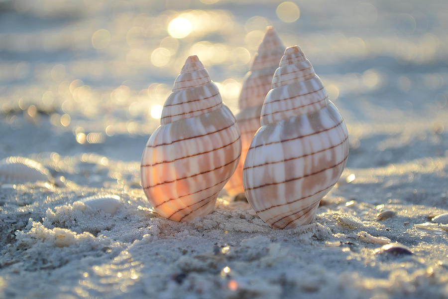 Shell Photograph - Blissful by Melanie Moraga