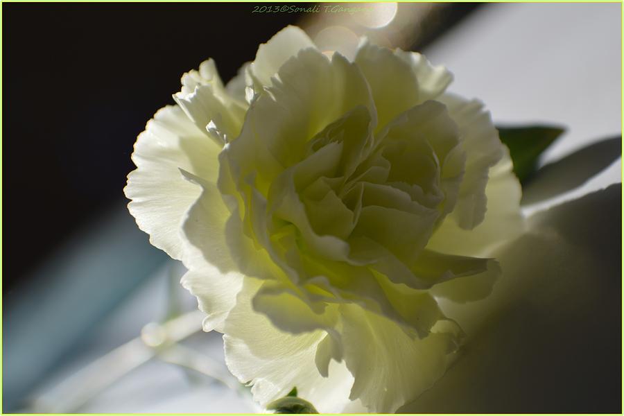 Flowers Still Life Photograph - Blissful white by Sonali Gangane