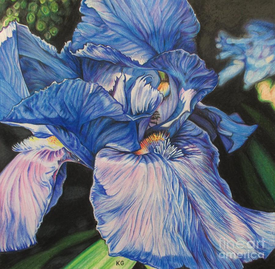 Iris Drawing - Blissfully Blue by Karina Griffiths