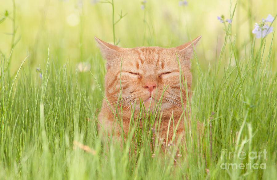 Blissfully Happy cat Photograph by Sari ONeal