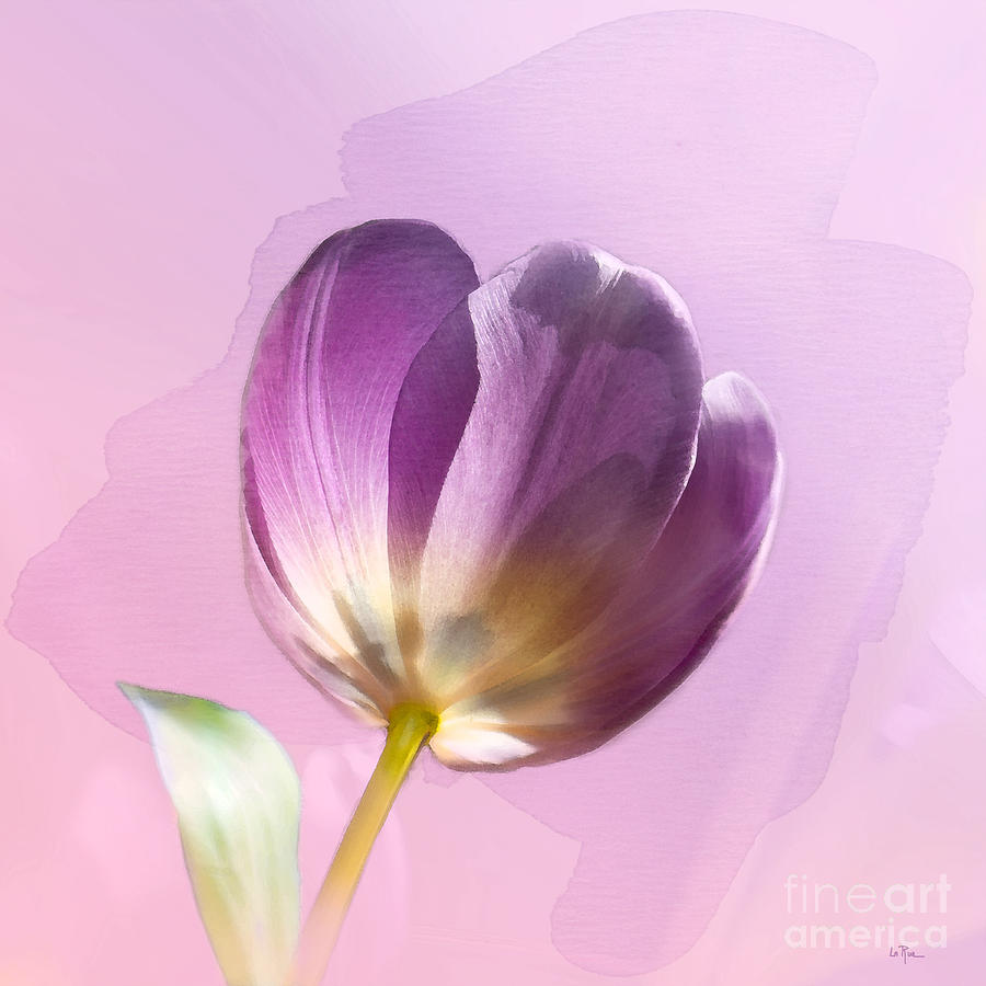 Tulip Photograph - Blissfully Purple by Betty LaRue