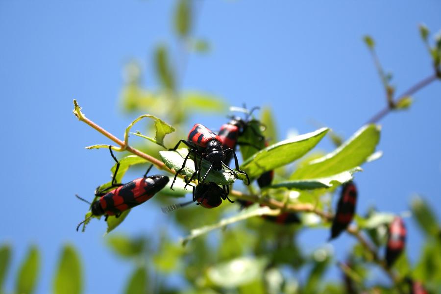 Blister Beetle Insect Invasion on Honeysuckle with Blue Sky Photograph by Taiche Acrylic Art