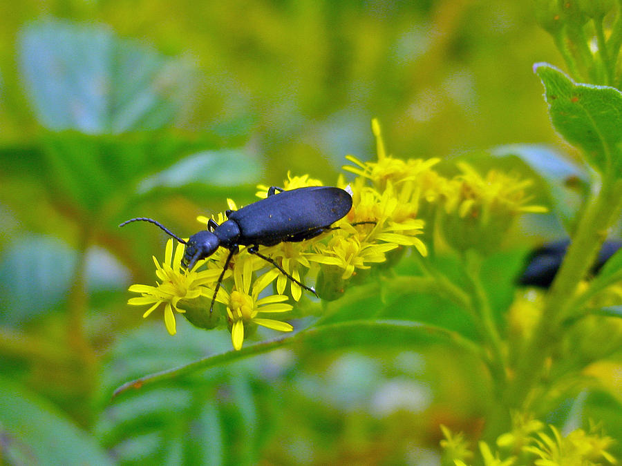 Blister Beetle on Yellow Autumn Flowers Photograph by Carol Senske