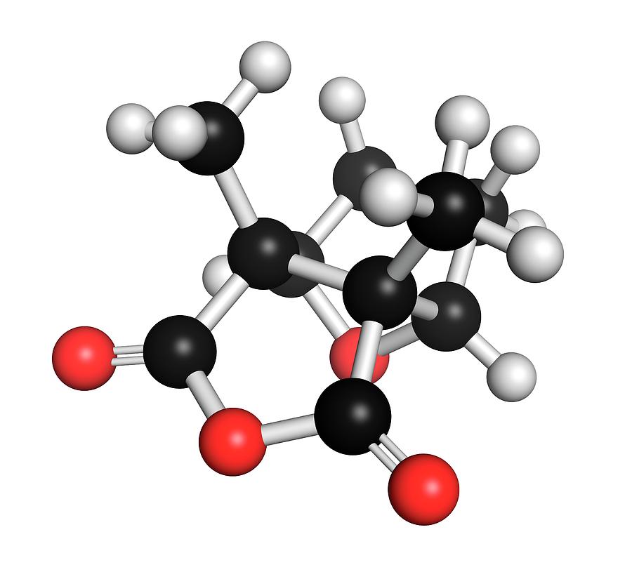 Blister Beetle Poison Molecule Photograph by Molekuul
