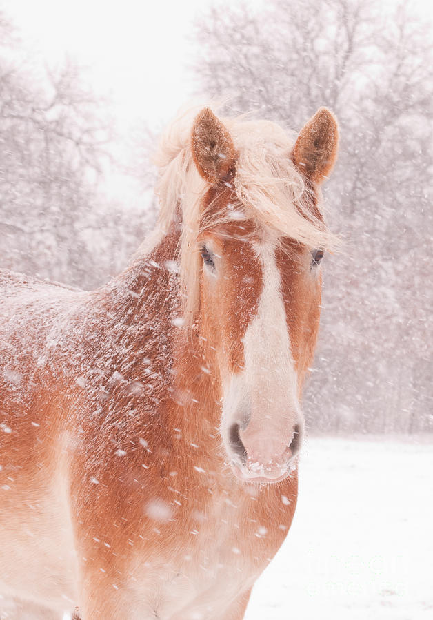 Blizzard Belgian Photograph by Sari ONeal