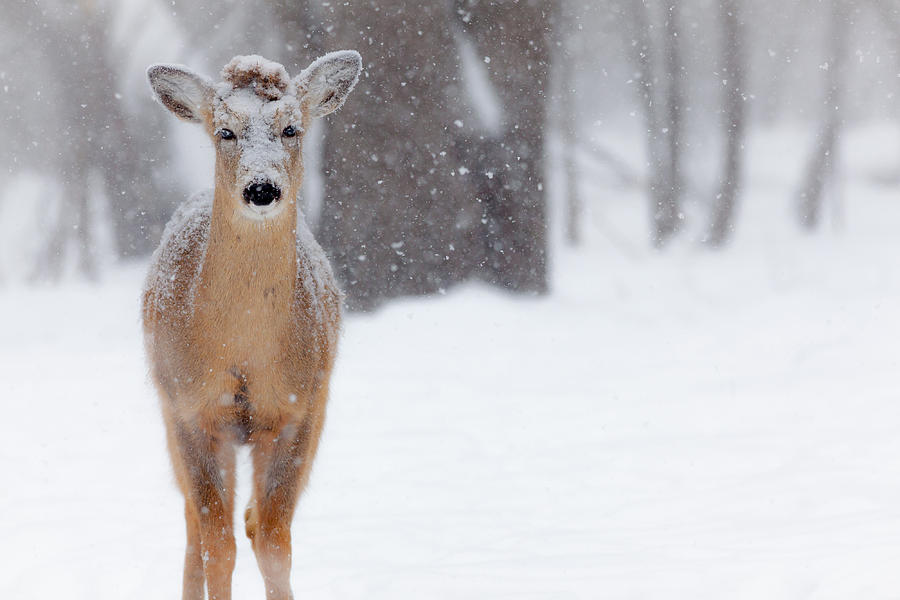 Deer Photograph - Blizzard Deer by Chris Hurst