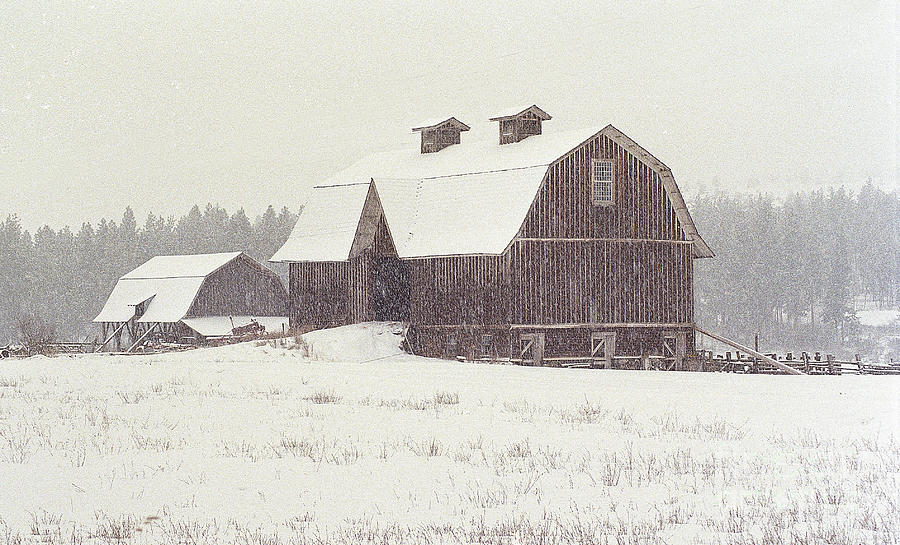 Winter Photograph - Blizzard Is On by Sharon Elliott