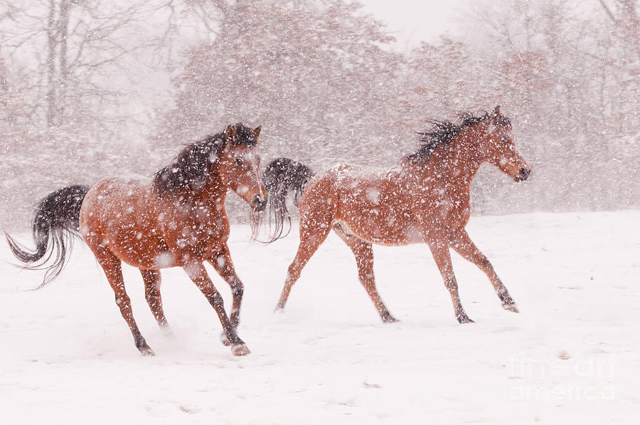 Blizzard Play Photograph by Sari ONeal