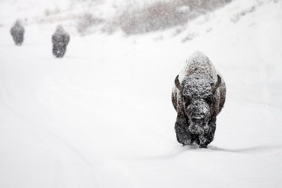 Bison Photograph - The Boys of Winter by Sandy Sisti