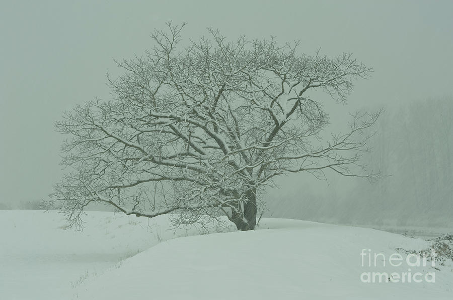 Tree Photograph - Blizzard Silhouettes by Rod Wiens