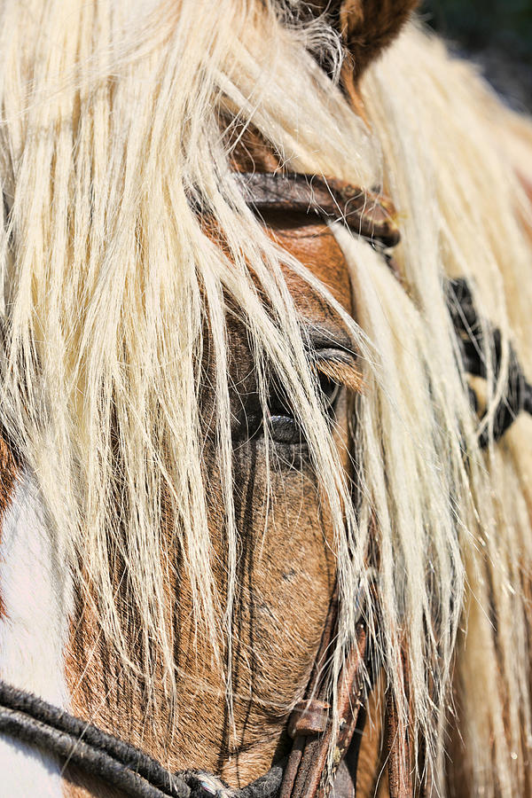 Blond Horse Photograph by Gregory Scott
