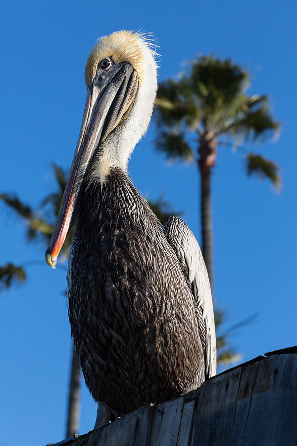 Pelican Photograph - Blond Pelican by John Daly
