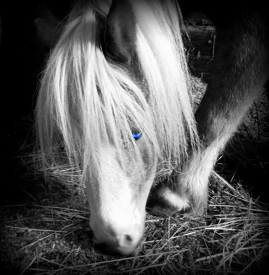 Blonde Blue Eyes Mini Photograph by Kathy Barney