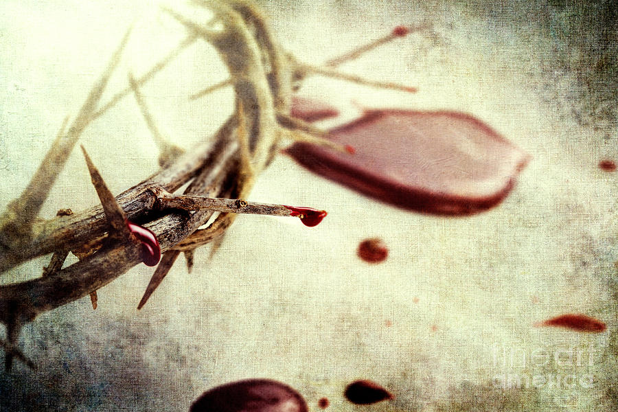 Blood and Thorns Photograph by Stephanie Frey