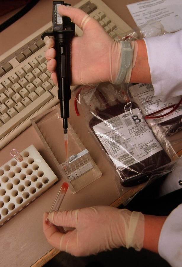 Blood Being Crossmatched Prior To A Transfusion Photograph by Jim Varney/science Photo Library