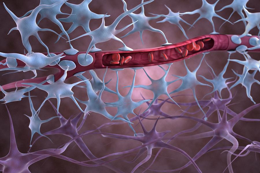 Blood-brain Barrier Photograph by Gunilla Elam/science Photo Library