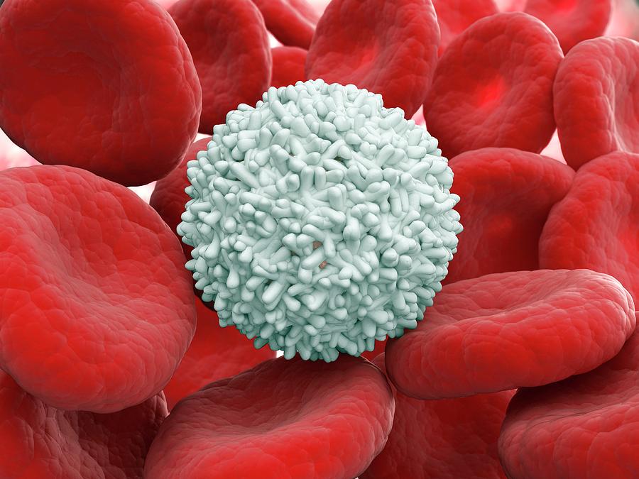 Blood Cells Photograph by Andrzej Wojcicki/science Photo Library